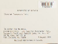 Dicranum fuscescens image