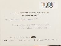 Dicranum fuscescens image