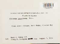 Dicranum fuscescens image