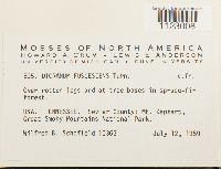 Dicranum fuscescens image