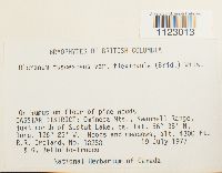 Dicranum fuscescens var. flexicaule image