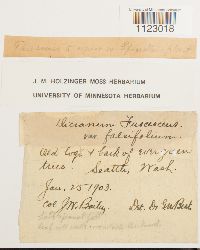 Dicranum fuscescens var. fuscescens image