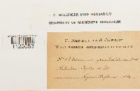 Dicranum groenlandicum image