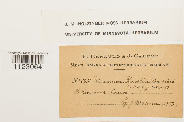 Dicranum howellii image