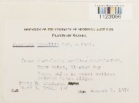 Dicranum howellii image