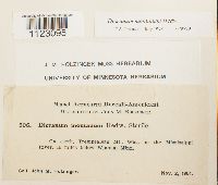 Dicranum montanum image