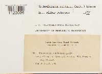 Dicranum montanum image