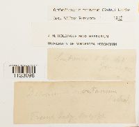 Dicranum montanum image