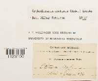 Dicranum montanum image