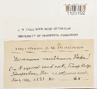 Dicranum montanum image