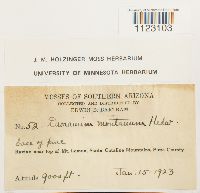 Dicranum montanum image