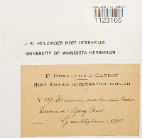 Dicranum montanum image