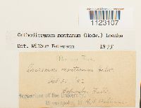 Dicranum montanum image