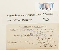 Dicranum montanum image