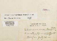 Dicranum montanum image