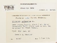 Dicranum polysetum image