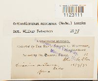 Dicranum montanum image