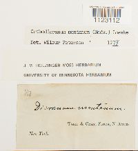 Dicranum montanum image