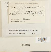 Dicranum montanum image