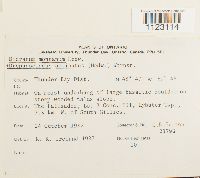 Dicranum montanum image