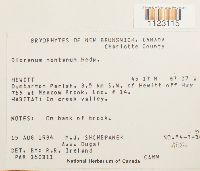 Dicranum montanum image