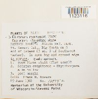 Dicranum montanum image