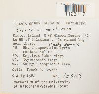 Dicranum montanum image