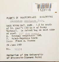 Dicranum montanum image