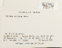 Dicranum montanum image