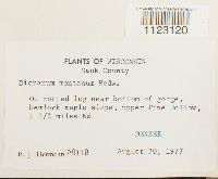 Dicranum montanum image