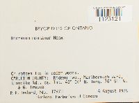 Dicranum montanum image