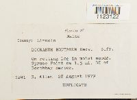 Dicranum montanum image