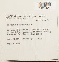 Dicranum montanum image