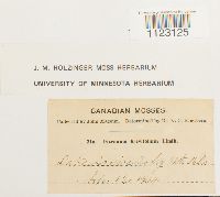 Media resource of Dicranum muehlenbeckii