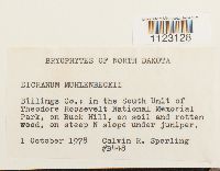 Dicranum muehlenbeckii image