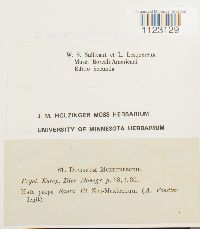 Dicranum muehlenbeckii image