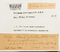 Dicranum muehlenbeckii image