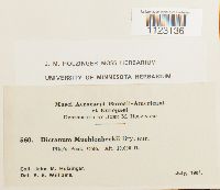 Dicranum muehlenbeckii image