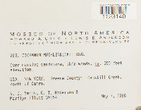 Dicranum muehlenbeckii image