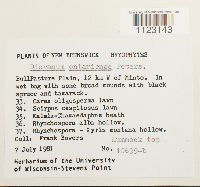 Dicranum ontariense image