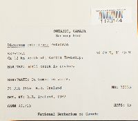 Dicranum ontariense image