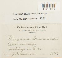 Dicranum ontariense image