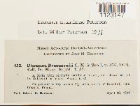 Dicranum ontariense image