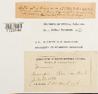 Dicranum ontariense image