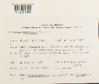 Dicranum ontariense image