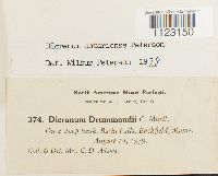 Dicranum ontariense image