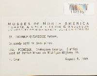 Dicranum ontariense image