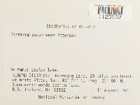 Dicranum ontariense image