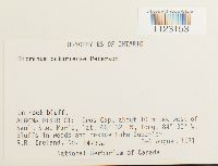 Dicranum ontariense image