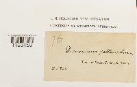 Dichodontium pellucidum image